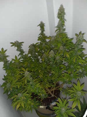 20221213_132638.jpg 20221213_132638.jpg