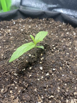 35A2BE03-EF81-4452-89EC-6F2C46BBAD13.jpeg 35A2BE03-EF81-4452-89EC-6F2C46BBAD13.jpeg