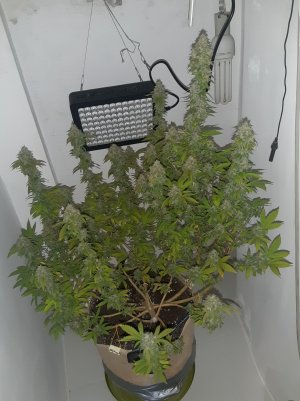 20221215_090334.jpg 20221215_090334.jpg