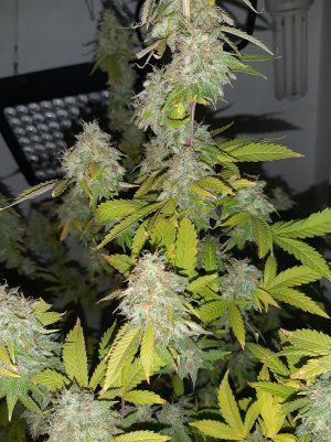 20221215_111508.jpg 20221215_111508.jpg