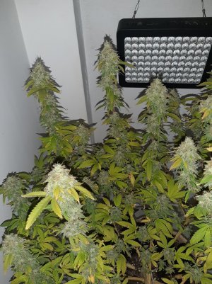 20221215_134400.jpg 20221215_134400.jpg