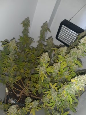 20221216_085336.jpg 20221216_085336.jpg