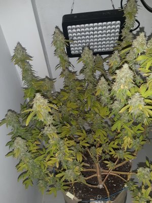 20221216_085248.jpg 20221216_085248.jpg