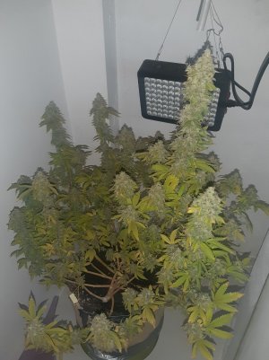 20221216_090215.jpg 20221216_090215.jpg