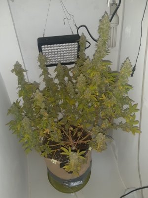 20221216_094542.jpg 20221216_094542.jpg