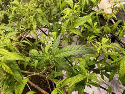 CEBE0CB2-BAD5-4F1E-84D5-CA72C191F6BB.jpeg CEBE0CB2-BAD5-4F1E-84D5-CA72C191F6BB.jpeg