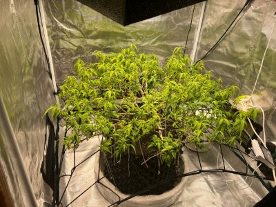 B76E26C1-8872-4C6F-A06D-B8728301AE05.jpeg B76E26C1-8872-4C6F-A06D-B8728301AE05.jpeg