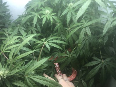 F269A7D0-0AFB-4C31-919A-1945ABF4D1A9.jpeg F269A7D0-0AFB-4C31-919A-1945ABF4D1A9.jpeg