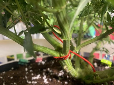 0BCD9B2C-AC58-413C-9008-0CB30E034929.jpeg 0BCD9B2C-AC58-413C-9008-0CB30E034929.jpeg