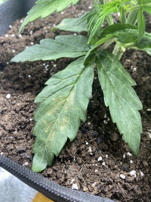 D2DE07F3-2AD0-41DB-A9BC-FE6B8690D727.jpeg D2DE07F3-2AD0-41DB-A9BC-FE6B8690D727.jpeg