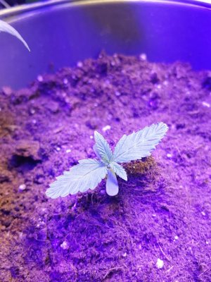 IMG_20230101_144849_938.jpg IMG_20230101_144849_938.jpg