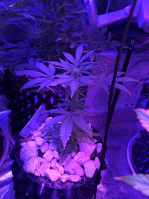 IMG_7524.JPG IMG_7524.JPG