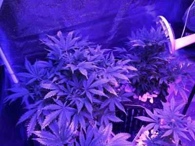 IMG_7527.JPG IMG_7527.JPG