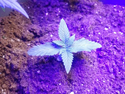 IMG_20230103_122804_272.jpg IMG_20230103_122804_272.jpg