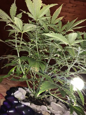 IMG_7544.JPG IMG_7544.JPG