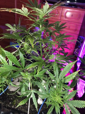 IMG_7548.JPG IMG_7548.JPG