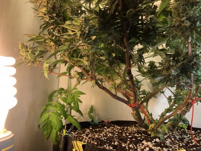 32B89C37-2977-4390-93AB-7C73826DBCF3.jpeg 32B89C37-2977-4390-93AB-7C73826DBCF3.jpeg