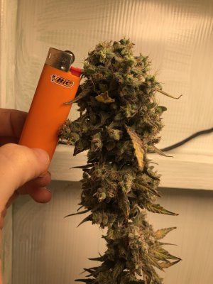 3DB31D94-565D-44A4-9C3C-D71E354C4A79.jpeg 3DB31D94-565D-44A4-9C3C-D71E354C4A79.jpeg