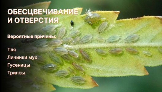 Отверстия и обесцвечивание листьев конопли