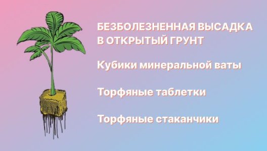 Техника высадки конопли в аутдор без стресса Техника высадки конопли в аутдор без стресса