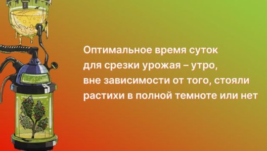 подготовка куста конопли к харвесту