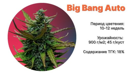 Сорт конопли Big Bang Auto