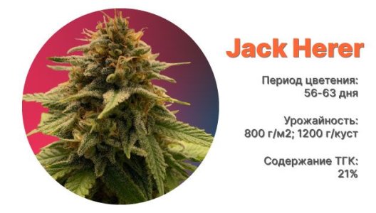 Сорт конопли Jack Herer