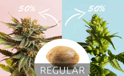 ТОП регулярных сортов конопли ТОП регулярных сортов конопли