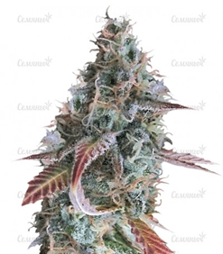 1625752607801.png 1625752607801.png