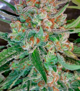 1625752687632.png 1625752687632.png