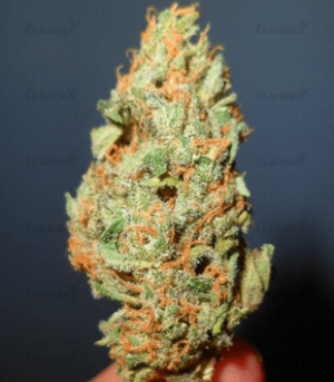 1626349539948.png 1626349539948.png