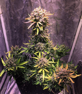 1627212940196.png 1627212940196.png