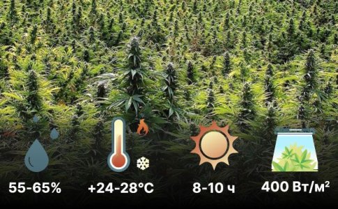 Благоприятные условия выращивания Сативы Благоприятные условия выращивания Сативы