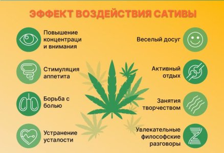 Эффект конопли Сативы Эффект конопли Сативы