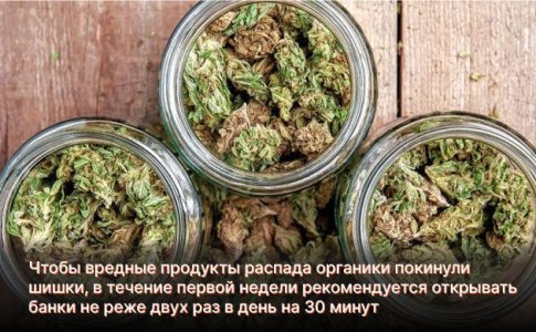 Классическая пролечка шишек каннабиса