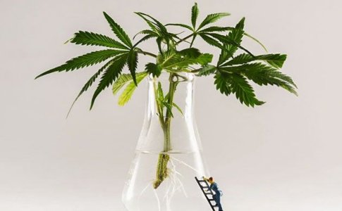 Выращивание автоцветов на стадии вегетации Выращивание автоцветов на стадии вегетации