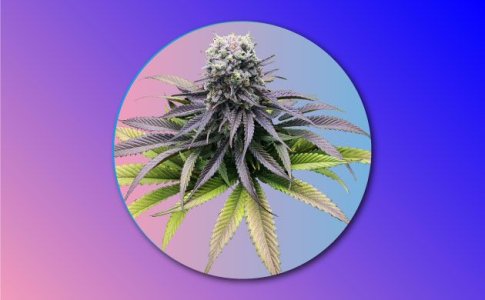 Конопля Индика – особенности вида