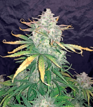 1631106801408.png 1631106801408.png