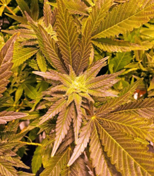 1631115605922.png 1631115605922.png