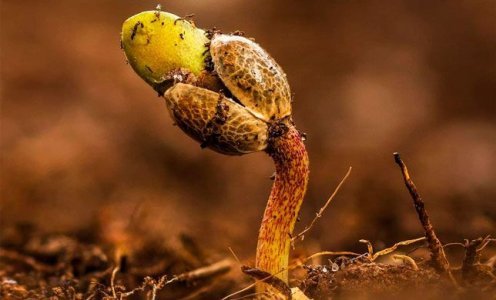 Выбор семян конопли и проращивание автоцветов Выбор семян конопли и проращивание автоцветов