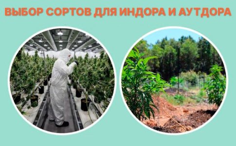 Выбор сортов конопли для индора и аутдора Выбор сортов конопли для индора и аутдора
