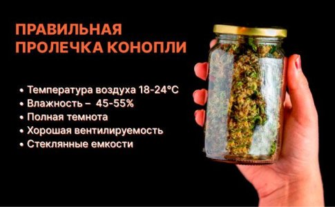 Сушка и пролечка шишек конопли Сушка и пролечка шишек конопли