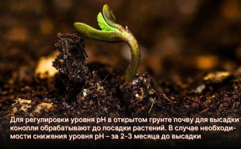 pH для конопли в открытом грунте