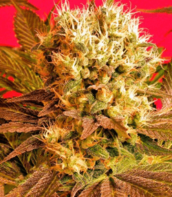 1632913096636.png 1632913096636.png