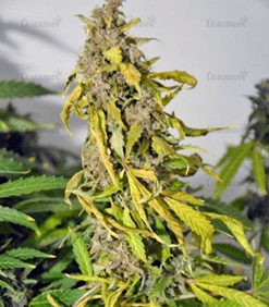 1633367937843.png 1633367937843.png