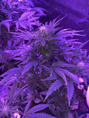 IMG_7627.JPG IMG_7627.JPG