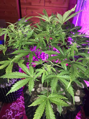 IMG_7617.JPG IMG_7617.JPG