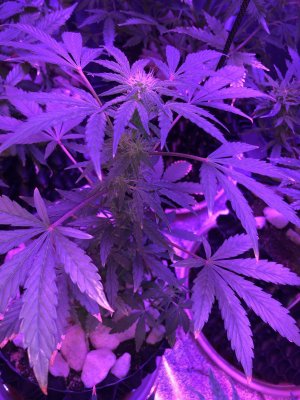 IMG_7632.JPG IMG_7632.JPG