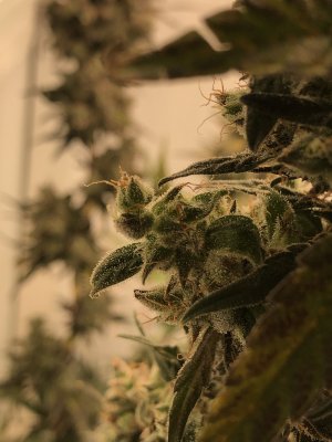 8EBBC2BC-1CBD-4D99-8D5E-465AF54475C4.jpeg 8EBBC2BC-1CBD-4D99-8D5E-465AF54475C4.jpeg