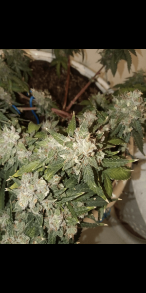 Screenshot_20230120-112338.png Screenshot_20230120-112338.png